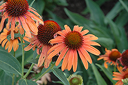 Orange Passion Coneflower (Echinacea 'Orange Passion') at A Very Successful Garden Center