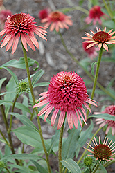 Irresistible Coneflower (Echinacea 'Irresistible') at A Very Successful Garden Center