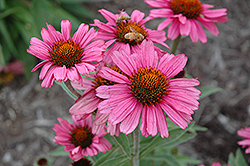 Pink Passion Coneflower (Echinacea 'Pink Passion') at Lakeshore Garden Centres