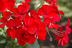 Sarita Dark Red Geranium (Pelargonium 'Sarita Dark Red') at Lakeshore Garden Centres