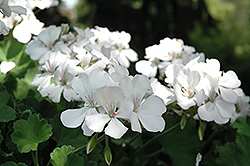 Double Take White Geranium (Pelargonium 'Double Take White') at Lakeshore Garden Centres