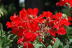 Double Take Scarlet Geranium (Pelargonium 'Double Take Scarlet') at A Very Successful Garden Center