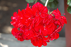 Double Take Red Geranium (Pelargonium 'Double Take Red') at A Very Successful Garden Center