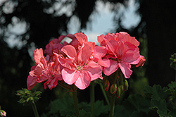 Double Take Pink Geranium (Pelargonium 'Double Take Pink') at A Very Successful Garden Center