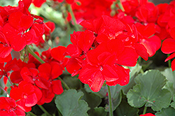 Boldly Scarlet Fire Geranium (Pelargonium 'Boldly Scarlet Fire') at A Very Successful Garden Center