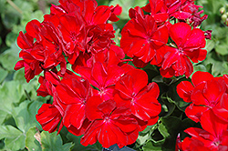 Boldly Dark Red Geranium (Pelargonium 'Boldly Dark Red') at A Very Successful Garden Center