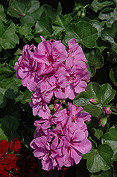 Great Balls of Fire Lavender Ivy Leaf Geranium (Pelargonium peltatum 'Great Balls of Fire Lavender') at A Very Successful Garden Center