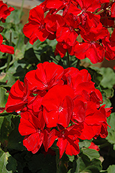 Pinnacle Dark Red Geranium (Pelargonium 'Pinnacle Dark Red') at A Very Successful Garden Center