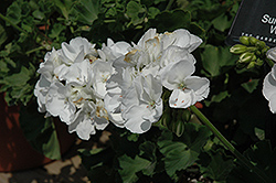 Sunrise XL White Geranium (Pelargonium 'Sunrise XL White') at A Very Successful Garden Center