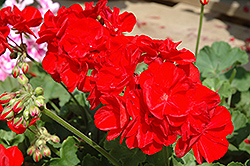 Sunrise XL True Red Geranium (Pelargonium 'Sunrise XL True Red') at A Very Successful Garden Center