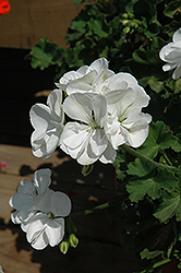 Sunrise White Geranium (Pelargonium 'Sunrise White') at A Very Successful Garden Center