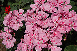 Sarita Soft Pink Geranium (Pelargonium 'Sarita Soft Pink') at A Very Successful Garden Center