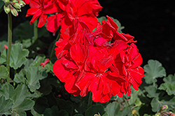 Savannah Dark Red Geranium (Pelargonium 'Savannah Dark Red') at A Very Successful Garden Center