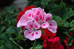 Rocky Mountain Light Pink Geranium (Pelargonium 'Rocky Mountain Light Pink') at A Very Successful Garden Center