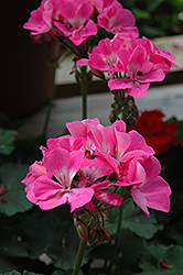 Tango Deep Pink Geranium (Pelargonium 'Tango Deep Pink') at Lakeshore Garden Centres