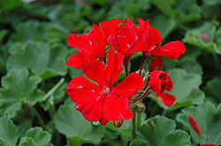 Tango Deep Red Geranium (Pelargonium 'Tango Deep Red') at Lakeshore Garden Centres