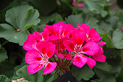 Tango Rose Splash Geranium (Pelargonium 'Tango Rose Splash') at A Very Successful Garden Center