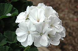 Tango White Geranium (Pelargonium 'Tango White') at Lakeshore Garden Centres