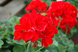 Master Idols Red Geranium (Pelargonium 'Master Idols Red') at A Very Successful Garden Center