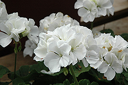 Master Idols White Geranium (Pelargonium 'Master Idols White') at Lakeshore Garden Centres