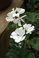Pop Idols White Geranium (Pelargonium 'Pop Idols White') at A Very Successful Garden Center