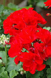 Summer Idols Dark Red Geranium (Pelargonium 'Summer Idols Dark Red') at Lakeshore Garden Centres