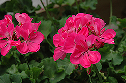 Summer Idols Hot Pink Geranium (Pelargonium 'Summer Idols Hot Pink') at A Very Successful Garden Center