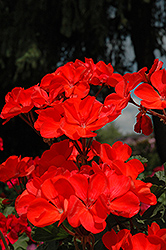 Fantasia Coral Geranium (Pelargonium 'Fantasia Coral') at A Very Successful Garden Center