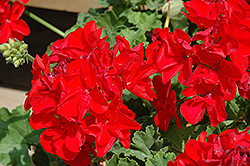 Sunrise Bright Red Geranium (Pelargonium 'Sunrise Bright Red') at A Very Successful Garden Center