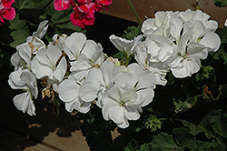 Moonlight White Geranium (Pelargonium 'Moonlight White') at A Very Successful Garden Center