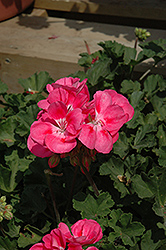 Moonlight Pink Geranium (Pelargonium 'Moonlight Pink') at A Very Successful Garden Center
