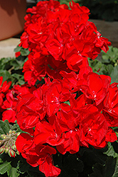 Moonlight Dark Red Geranium (Pelargonium 'Moonlight Dark Red') at A Very Successful Garden Center