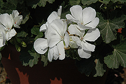 Savannah White Geranium (Pelargonium 'Savannah White') at A Very Successful Garden Center