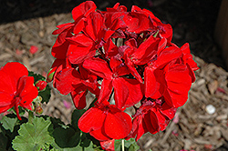 Survivor Dark Red Geranium (Pelargonium 'Survivor Dark Red') at Lakeshore Garden Centres