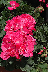Fantasia Neon Rose Geranium (Pelargonium 'Fantasia Neon Rose') at A Very Successful Garden Center
