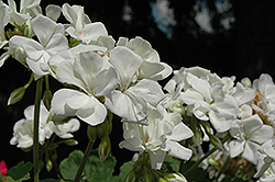 Summer Idols White Geranium (Pelargonium 'Summer Idols White') at A Very Successful Garden Center