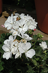 Presto White Geranium (Pelargonium 'Presto White') at A Very Successful Garden Center