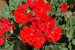 Presto Deep Scarlet Geranium (Pelargonium 'Presto Deep Scarlet') at A Very Successful Garden Center