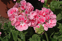 Survivor Pink Geranium (Pelargonium 'Survivor Pink') at A Very Successful Garden Center
