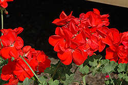 Survivor Scarlet Geranium (Pelargonium 'Survivor Scarlet') at A Very Successful Garden Center