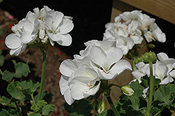 Survivor White Geranium (Pelargonium 'Survivor White') at Lakeshore Garden Centres