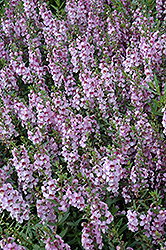 Serenita Lavender Angelonia (Angelonia angustifolia 'PAS1209524') at A Very Successful Garden Center