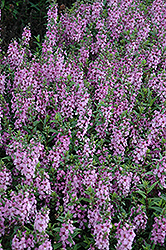 Serenita Lavender Pink Angelonia (Angelonia angustifolia 'Serenita Lavender Pink') at A Very Successful Garden Center