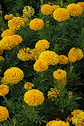 Lady Gold Marigold (Tagetes erecta 'Lady Gold') at A Very Successful Garden Center