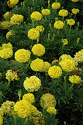 Lady First Marigold (Tagetes erecta 'Lady First') at Lakeshore Garden Centres