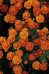 Cresta Flame Marigold (Tagetes patula 'Cresta Flame') at Lakeshore Garden Centres