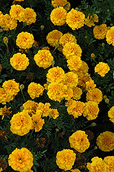 Cresta Gold Marigold (Tagetes patula 'Cresta Gold') at A Very Successful Garden Center