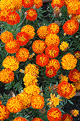 Cresta Harmony Marigold (Tagetes patula 'Cresta Harmony') at Lakeshore Garden Centres
