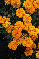 Cresta Orange Marigold (Tagetes patula 'Cresta Orange') at A Very Successful Garden Center