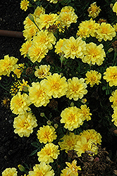 Cresta Primrose Marigold (Tagetes patula 'Cresta Primrose') at A Very Successful Garden Center